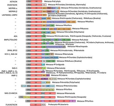 Structural and evolutionary insights into astacin metallopeptidases